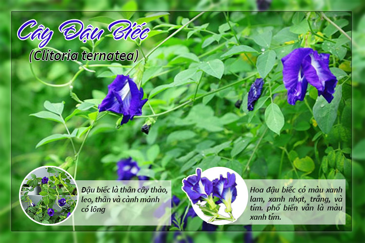cây hoa đậu biếc